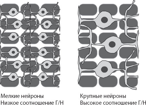 Иллюстрация к книге — Мозг. Такой ли он особенный? [_65.jpg]