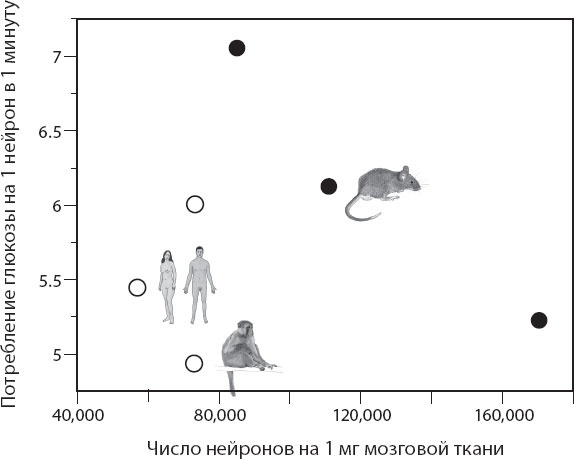 Иллюстрация к книге — Мозг. Такой ли он особенный? [_66.jpg]