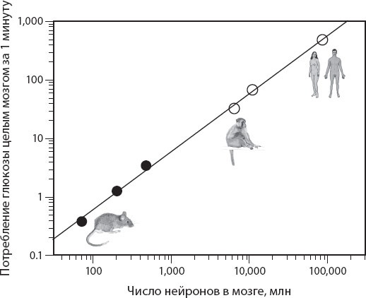 Иллюстрация к книге — Мозг. Такой ли он особенный? [_67.jpg]