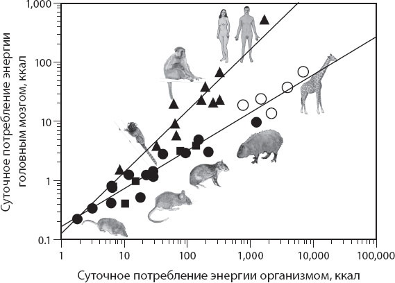 Иллюстрация к книге — Мозг. Такой ли он особенный? [_69.jpg]