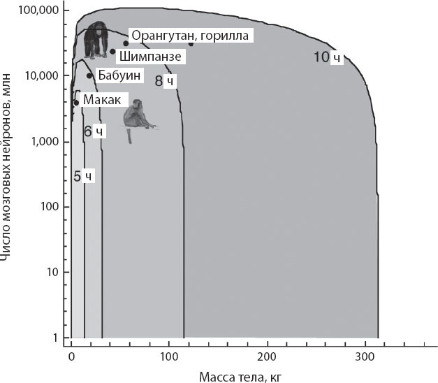 Иллюстрация к книге — Мозг. Такой ли он особенный? [_73.jpg]