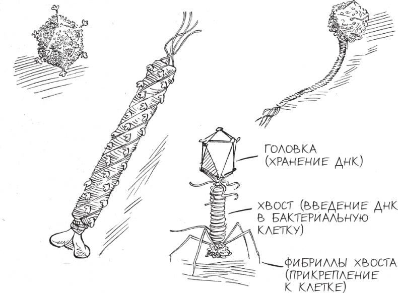 Иллюстрация к книге — Трещина в мироздании [i_008.jpg]