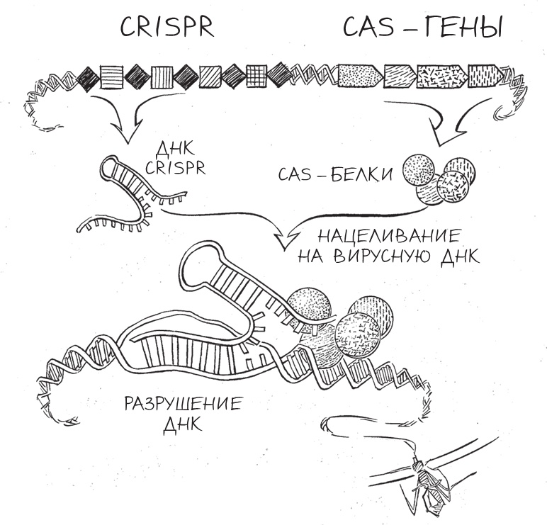 Иллюстрация к книге — Трещина в мироздании [i_011.jpg]