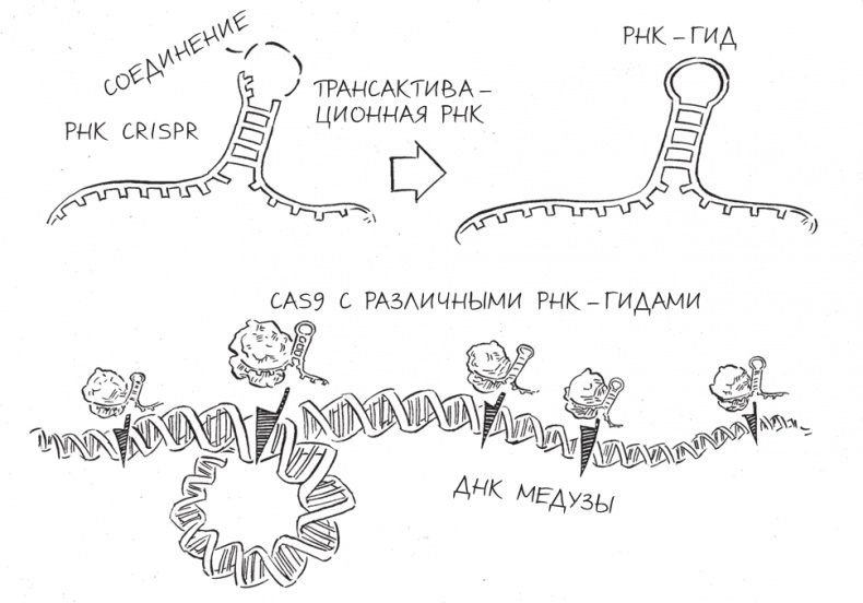 Иллюстрация к книге — Трещина в мироздании [i_013.jpg]