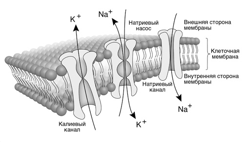 Иллюстрация к книге — Искра жизни. Электричество в теле человека [i_005.jpg]