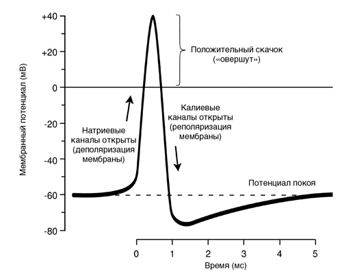 Иллюстрация к книге — Искра жизни. Электричество в теле человека [i_009.jpg]