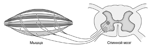 Иллюстрация к книге — Искра жизни. Электричество в теле человека [i_012.jpg]