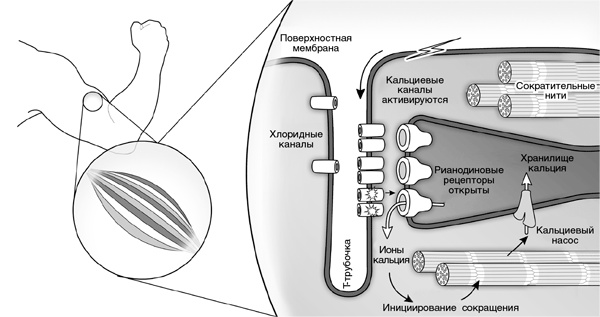 Иллюстрация к книге — Искра жизни. Электричество в теле человека [i_015.jpg]