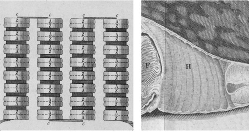 Иллюстрация к книге — Искра жизни. Электричество в теле человека [i_017.jpg]