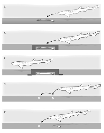 Иллюстрация к книге — Искра жизни. Электричество в теле человека [i_020.jpg]
