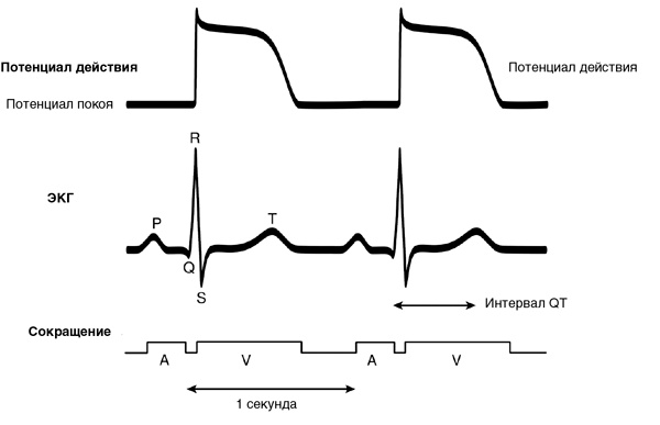 Иллюстрация к книге — Искра жизни. Электричество в теле человека [i_024.jpg]