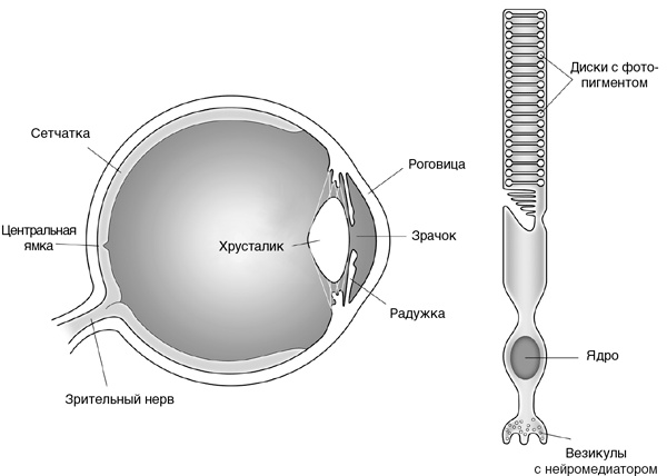 Иллюстрация к книге — Искра жизни. Электричество в теле человека [i_025.jpg]