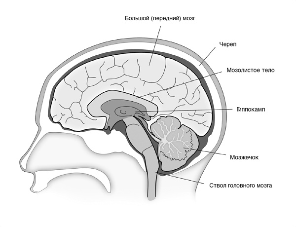 Иллюстрация к книге — Искра жизни. Электричество в теле человека [i_029.jpg]