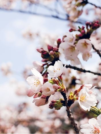 Иллюстрация к книге — Кинцуги [i_090.jpg]