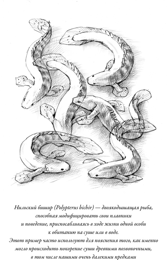 Иллюстрация к книге — Эусоциальность [i_002.jpg]