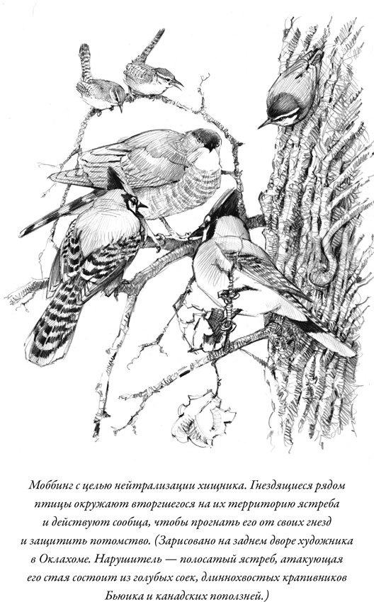 Иллюстрация к книге — Эусоциальность [i_003.jpg]