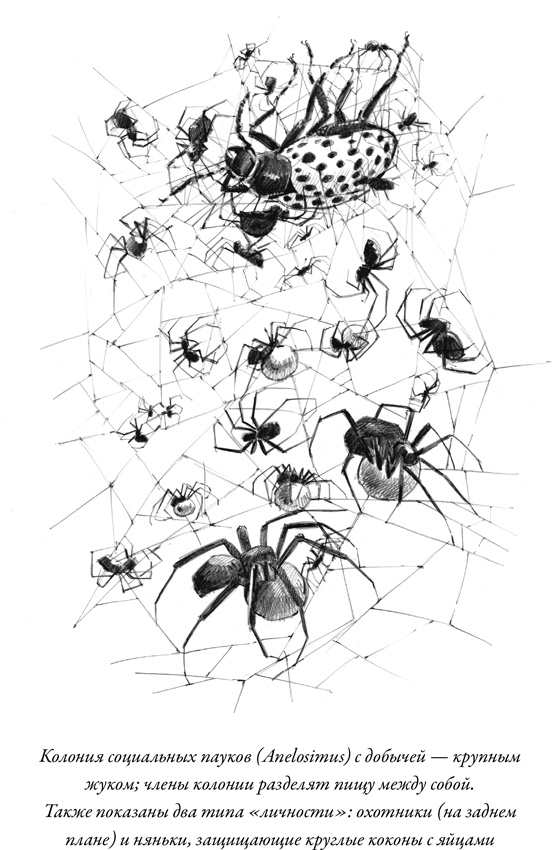 Иллюстрация к книге — Эусоциальность [i_008.jpg]