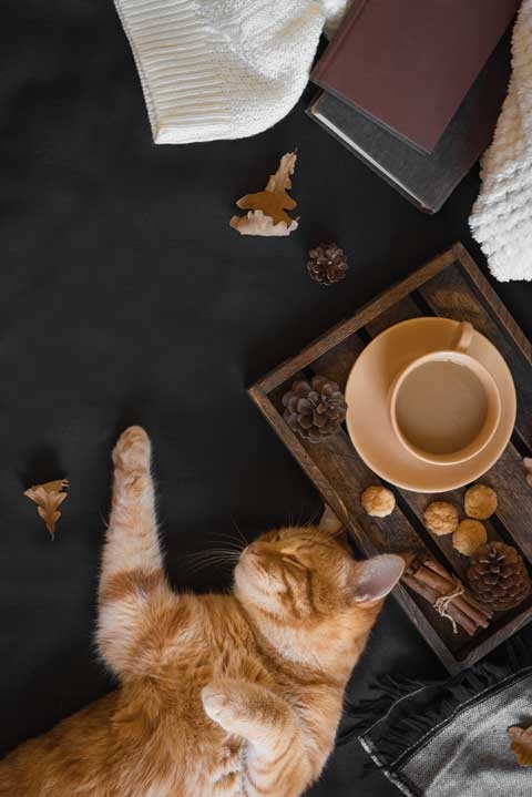 Иллюстрация к книге — Cozy. Искусство всегда и везде чувствовать себя уютно [i_018.jpg]