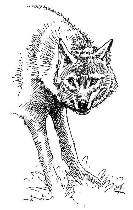 Иллюстрация к книге — Приручение. 10 биологических видов, изменивших мир [i_001.jpg]