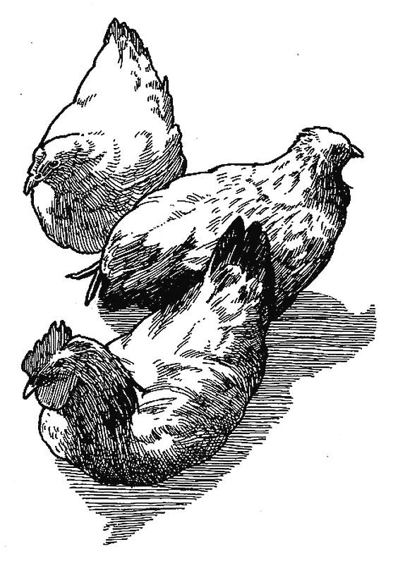 Иллюстрация к книге — Приручение. 10 биологических видов, изменивших мир [i_006.jpg]