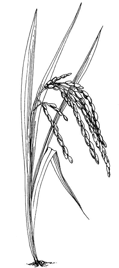 Иллюстрация к книге — Приручение. 10 биологических видов, изменивших мир [i_007.jpg]