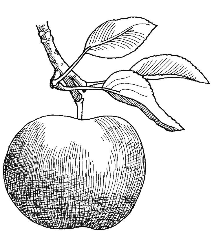 Иллюстрация к книге — Приручение. 10 биологических видов, изменивших мир [i_009.jpg]