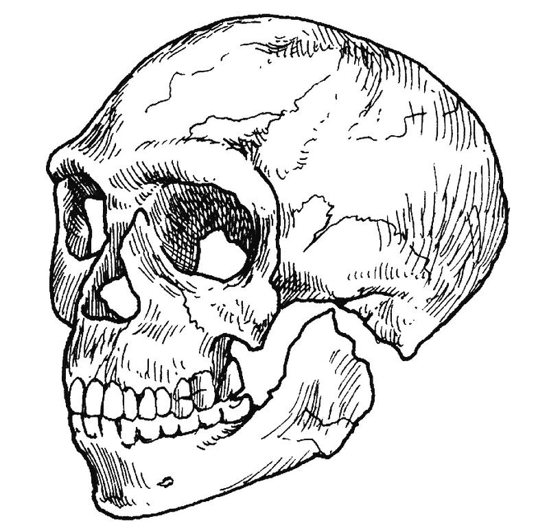 Иллюстрация к книге — Приручение. 10 биологических видов, изменивших мир [i_010.jpg]