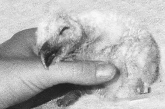 Иллюстрация к книге — Сова по имени Уэсли [i_002.jpg]