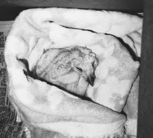 Иллюстрация к книге — Сова по имени Уэсли [i_003.jpg]