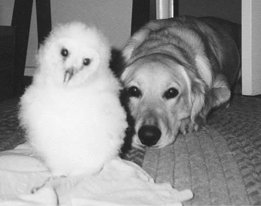 Иллюстрация к книге — Сова по имени Уэсли [i_005.jpg]