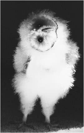 Иллюстрация к книге — Сова по имени Уэсли [i_006.jpg]