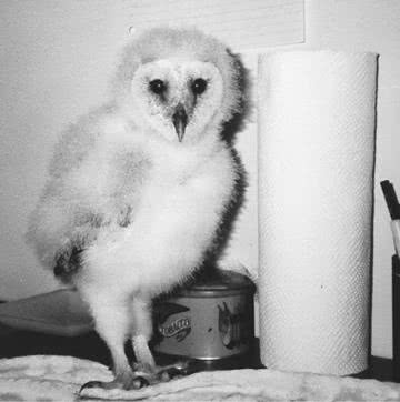 Иллюстрация к книге — Сова по имени Уэсли [i_008.jpg]