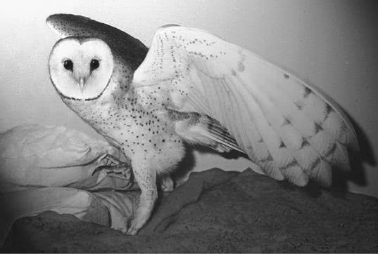 Иллюстрация к книге — Сова по имени Уэсли [i_010.jpg]