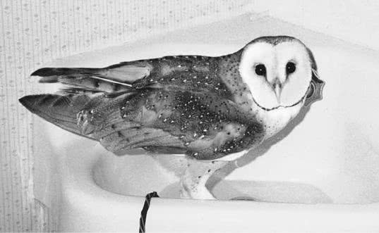 Иллюстрация к книге — Сова по имени Уэсли [i_014.jpg]