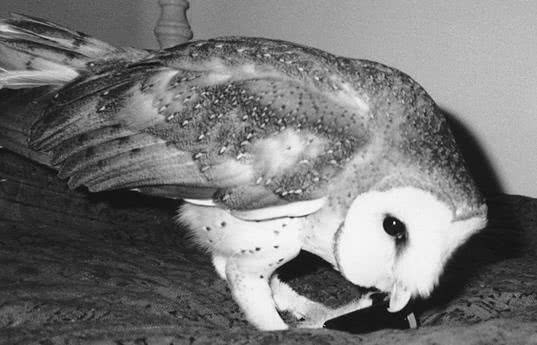 Иллюстрация к книге — Сова по имени Уэсли [i_016.jpg]