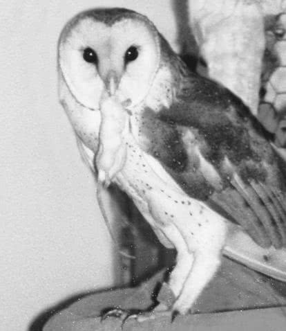 Иллюстрация к книге — Сова по имени Уэсли [i_017.jpg]