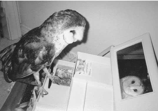 Иллюстрация к книге — Сова по имени Уэсли [i_021.jpg]