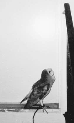 Иллюстрация к книге — Сова по имени Уэсли [i_023.jpg]