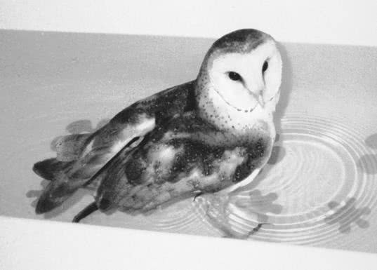 Иллюстрация к книге — Сова по имени Уэсли [i_025.jpg]