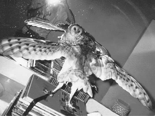 Иллюстрация к книге — Сова по имени Уэсли [i_026.jpg]