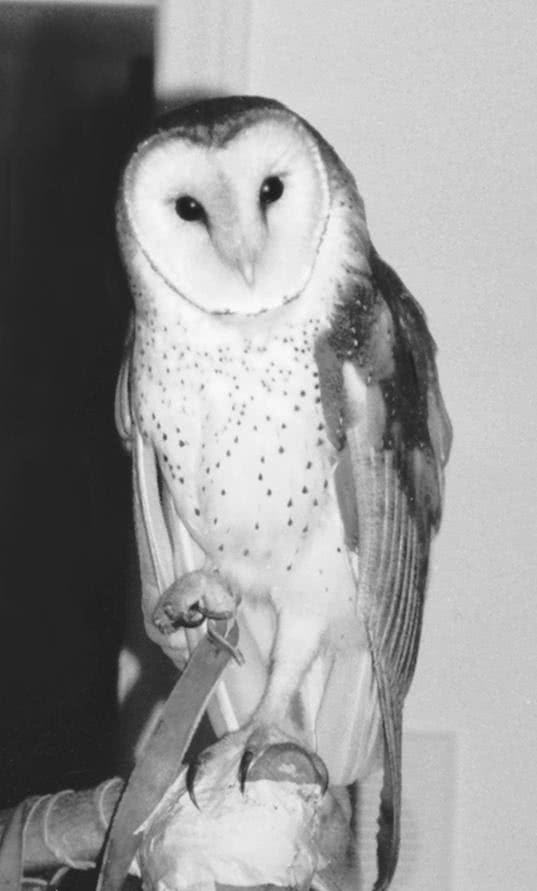 Иллюстрация к книге — Сова по имени Уэсли [i_030.jpg]