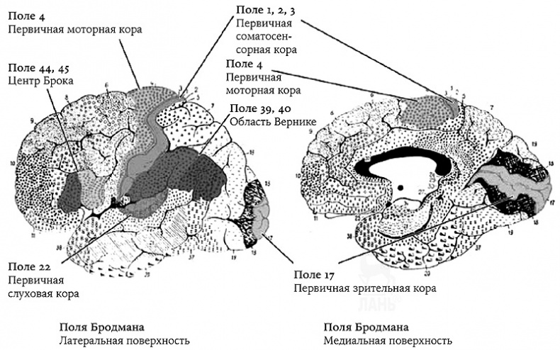 Иллюстрация к книге — История величайшего изобретения. Как начинался язык [i_021.jpg]