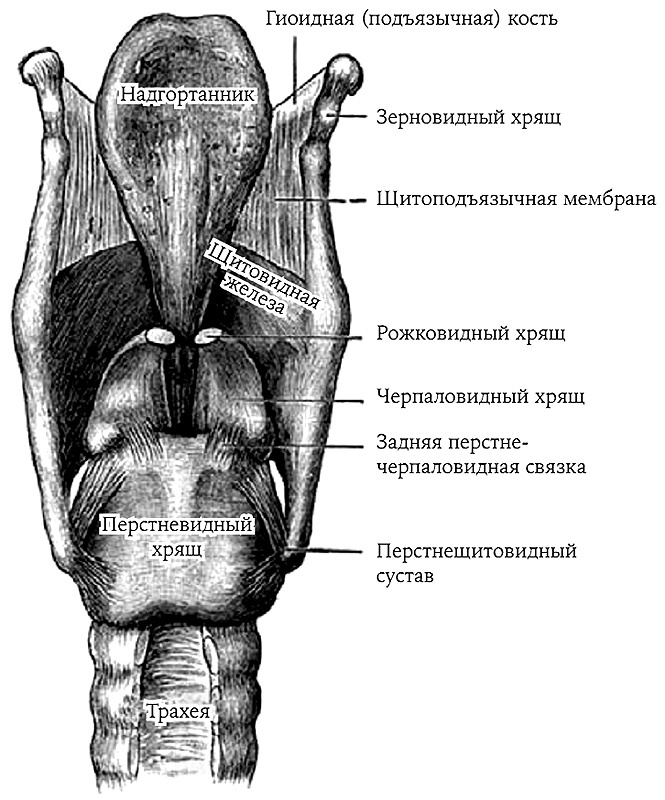 Иллюстрация к книге — История величайшего изобретения. Как начинался язык [i_022.jpg]