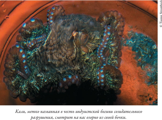 Иллюстрация к книге — Душа осьминога. Тайны сознания удивительного существа [i_011.jpg]