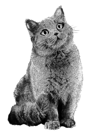 Иллюстрация к книге — Алфи и зимние чудеса [i_001.jpg]