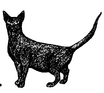 Иллюстрация к книге — Кот для двоих [i_005.jpg]