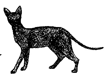 Иллюстрация к книге — Кот для двоих [i_014.jpg]