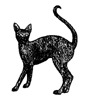 Иллюстрация к книге — Кот для двоих [i_017.jpg]