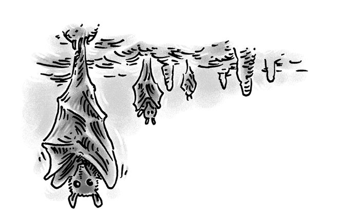 Иллюстрация к книге — Возвращение на остров Ним [i_028.jpg]