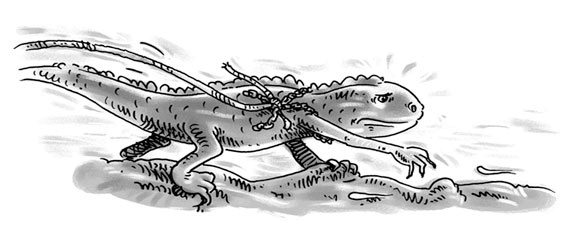 Иллюстрация к книге — Возвращение на остров Ним [i_033.jpg]